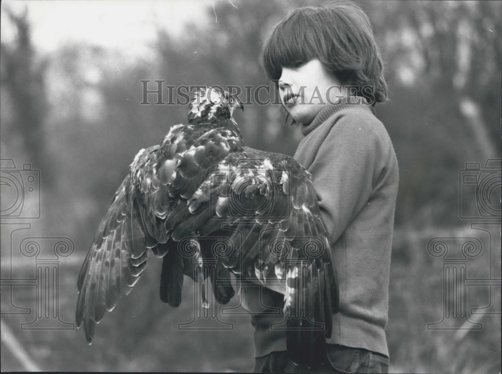 Press Photo Medusa Honey Buzzard Simon Oswald After Feather Transplant Chilharm - Historic Images