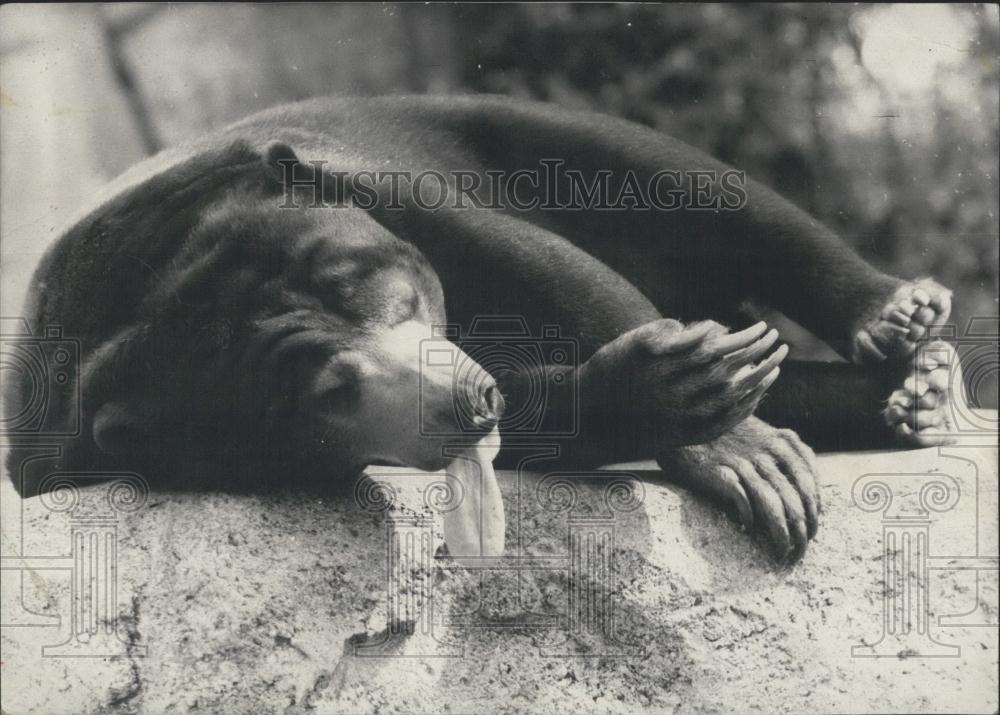 Press Photo Bear fast asleep - Historic Images