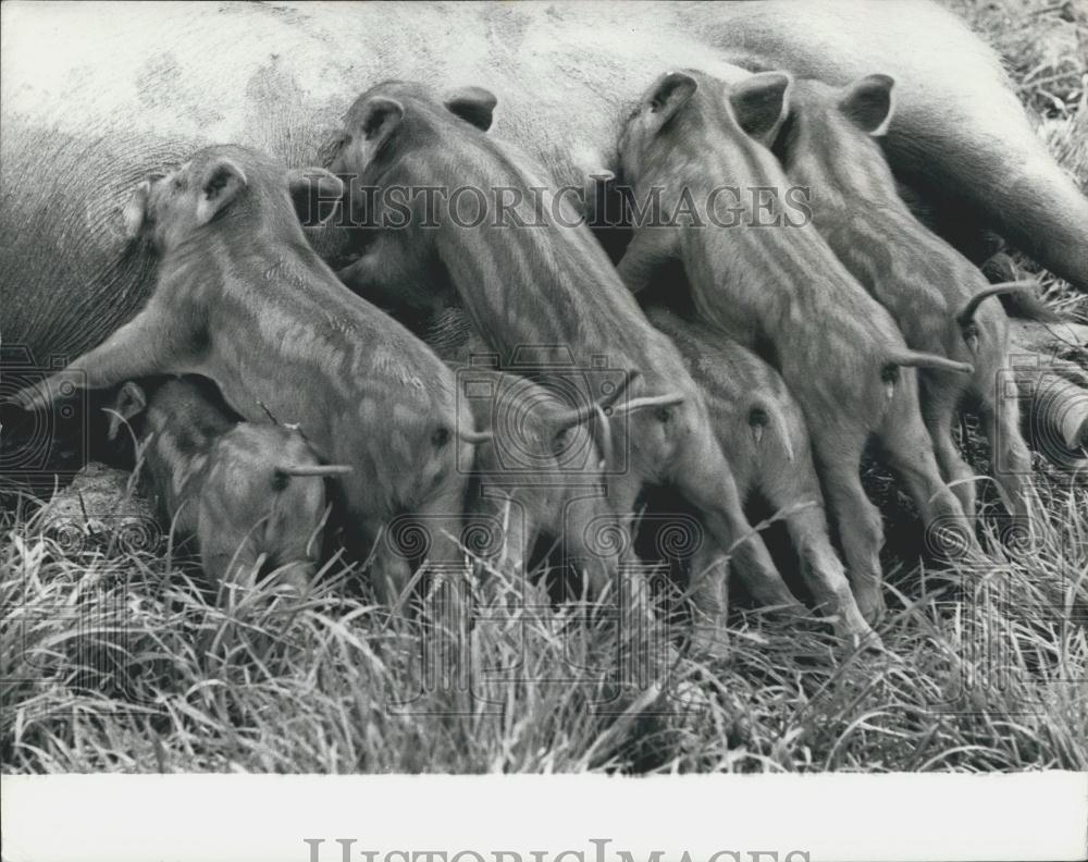 Press Photo Black Ginger Piglets Suckle Mother Joe Henson Gloucestershire - Historic Images