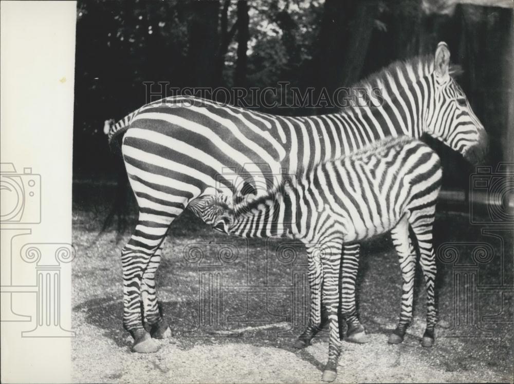 Press Photo Zebra Nurses On Mother - Historic Images