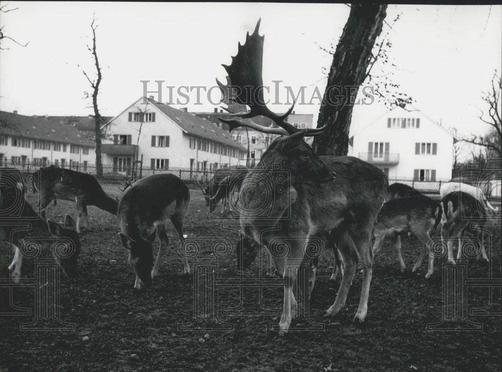 1957 Press Photo Harts Munich Parc Of Deers Nymphenburg - Historic Images