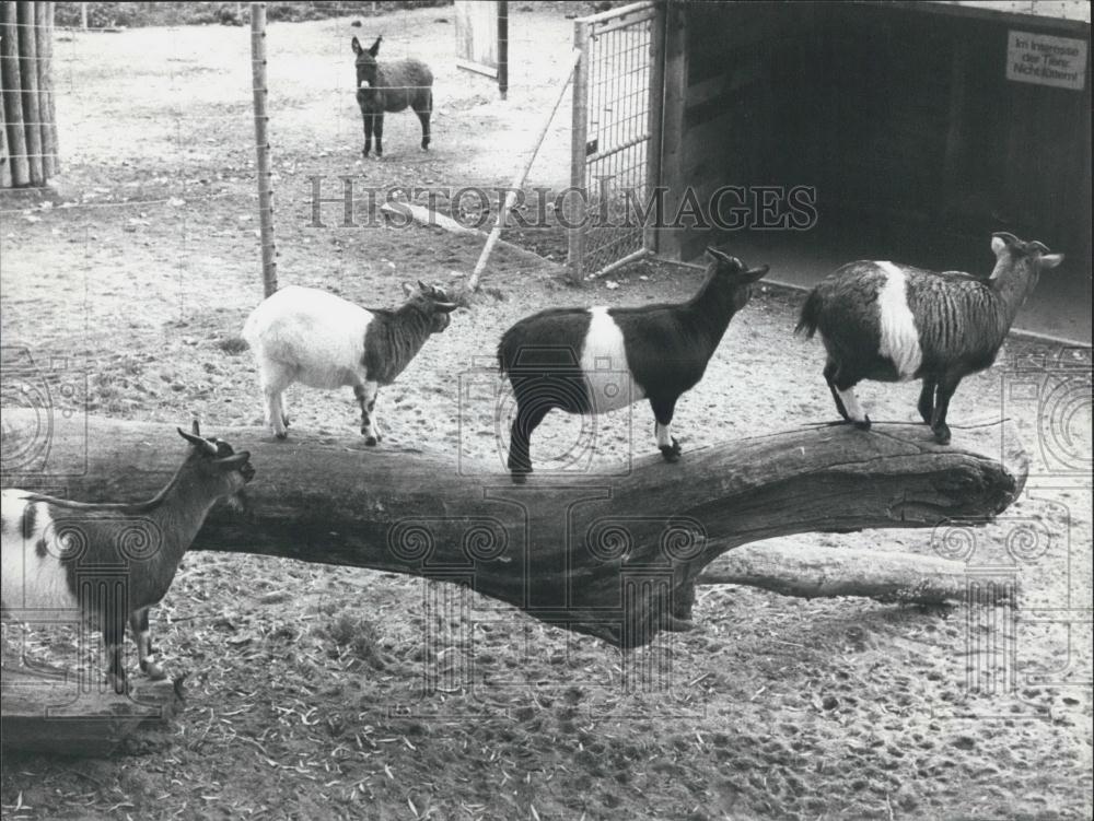 1976 Press Photo Goats, Zoological Gardens, Zurich - Historic Images