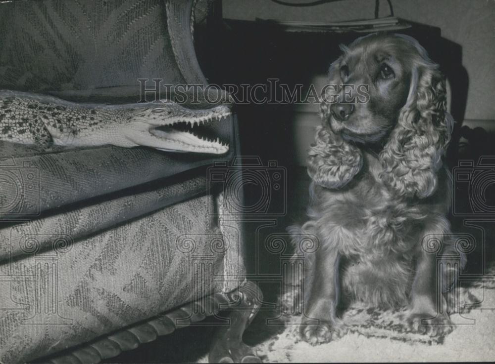 Press Photo Sally The Spaniel Bewildered By Crocodile Sitting on Sofa - Historic Images