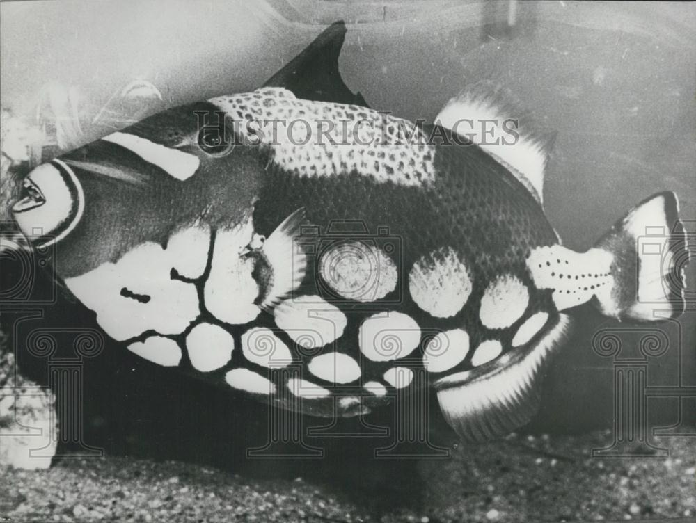 Press Photo Exotic Fish novelty in Stuttgart, Germany - Historic Images