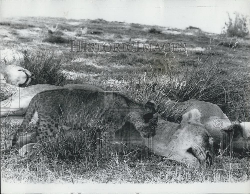 1967 Press Photo Lioness Cubs Nairobi National Park Kenya - Historic Images