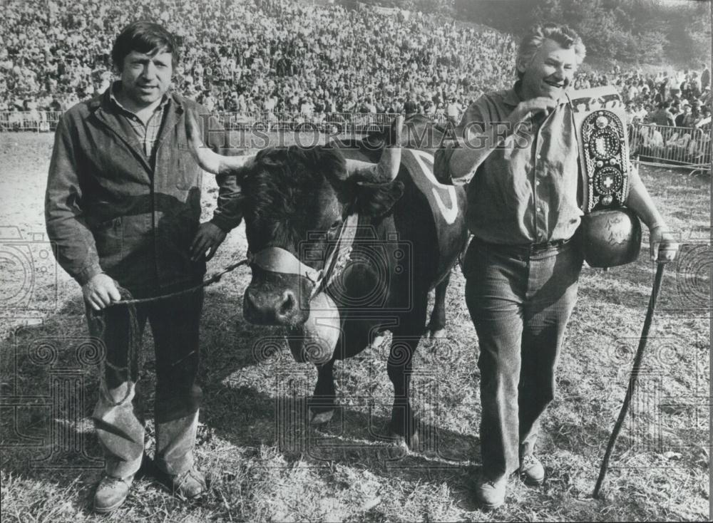 Press Photo Herene Cows Fights for Crown, Switzerland, Canton of Valais, Romana - Historic Images