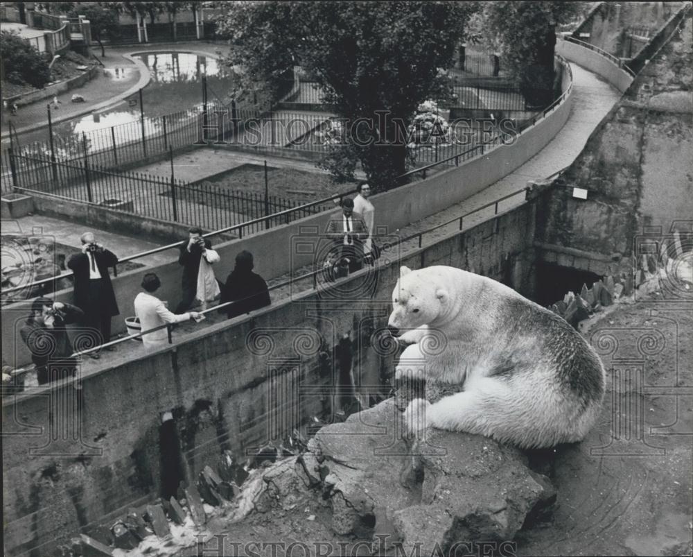 1966 Press Photo Sam Polar Bear Fur Stained Red London Zoo - Historic Images