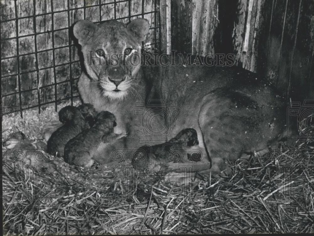 1956 Press Photo Lion Babies At Private Zoo Leonnard Niebling Altenburg - Historic Images