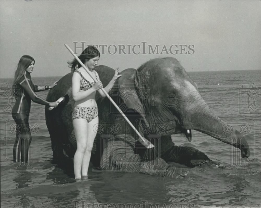 Press Photo Linda, Denise, Tanya Elephant, Zoo - Historic Images