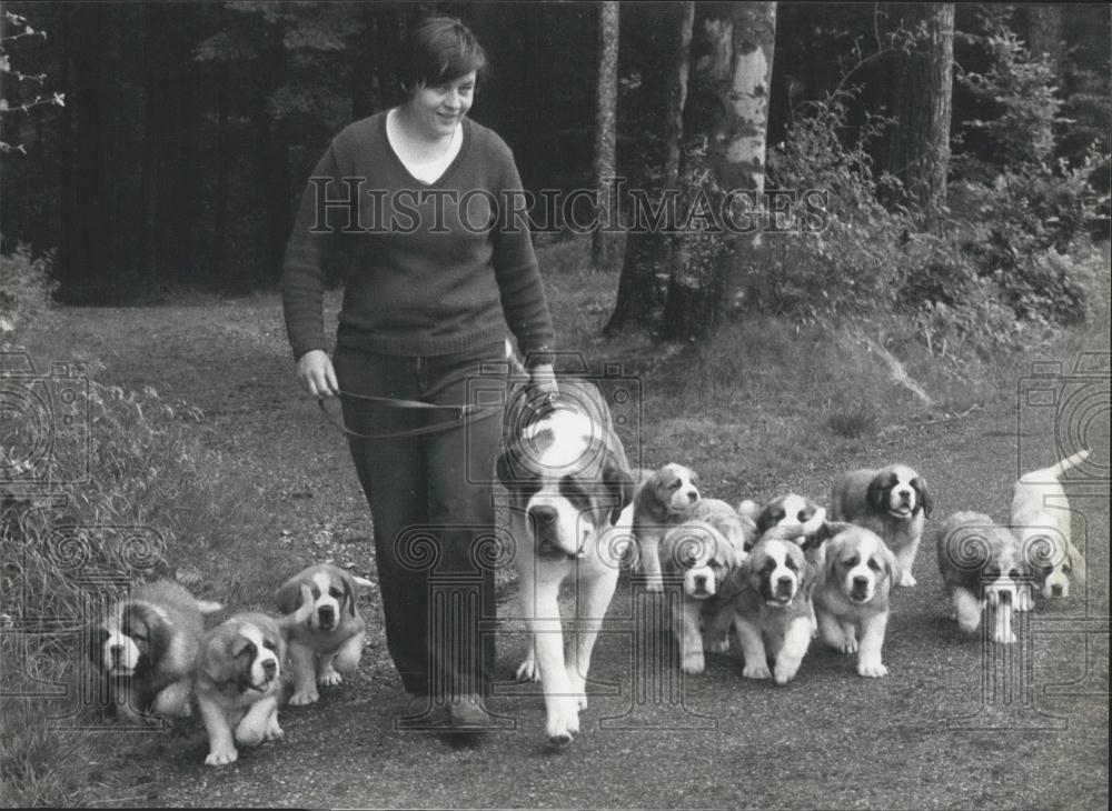 1983 Press Photo St.Bernard dog "Titan" Walks With His Children - Historic Images