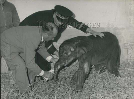 Press Photo Elephant, Present from President of Gabon Leon Mba - Historic Images