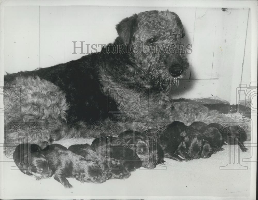 1961 Press Photo Airedale Found in Rabbit Hole With 11 Puppies - Historic Images