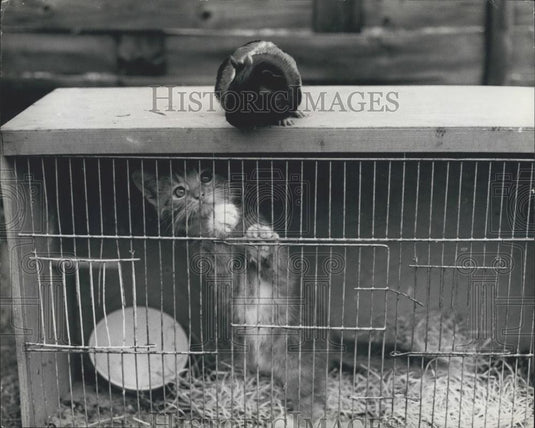 Press Photo Timmy is a Ginger kitten, full of fun and always up to mischief - Historic Images