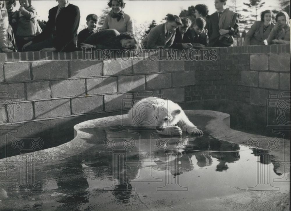 Press Photo Spitfire, Polar Bear - Historic Images