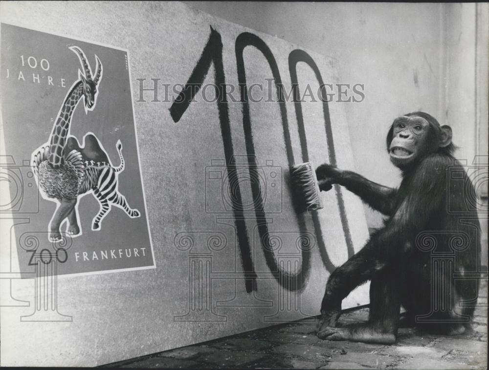 1958 Press Photo Chimpanzee Kathi Helps Prepare For Frankfurt Zoo Event - Historic Images