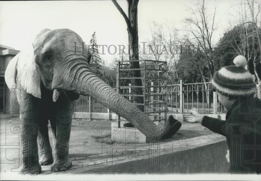 Press Photo Elephant, Rome Zoo, Italy - Historic Images