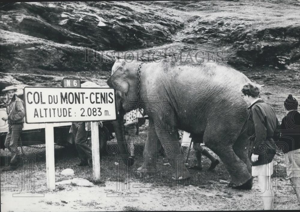 Press Photo Elephant Jumbo, Alps, Path of Hannibal - Historic Images