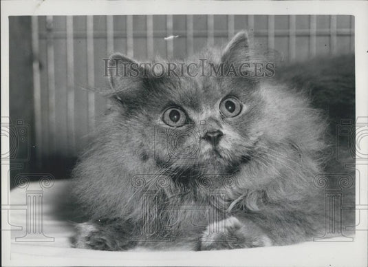 1959 Press Photo Halcyon Adonis Awaits The Judges" - Historic Images