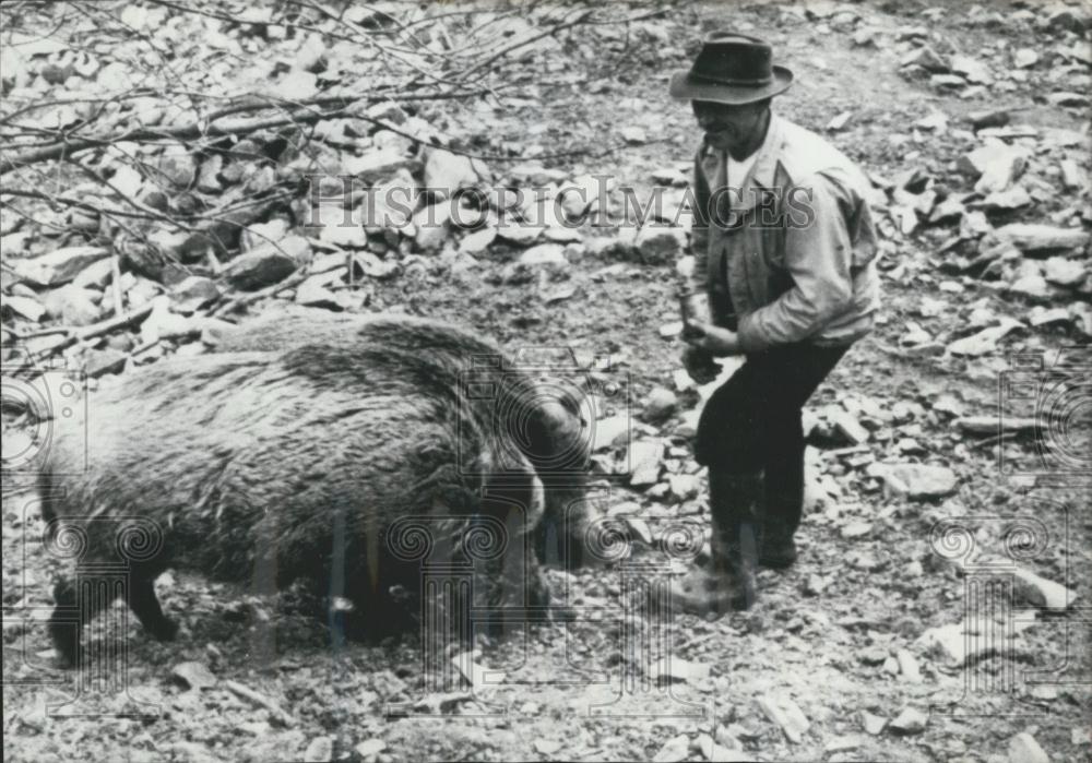 1957 Press Photo Farmer Picks Up 4 Boars Whose Mother Was Killed - Historic Images