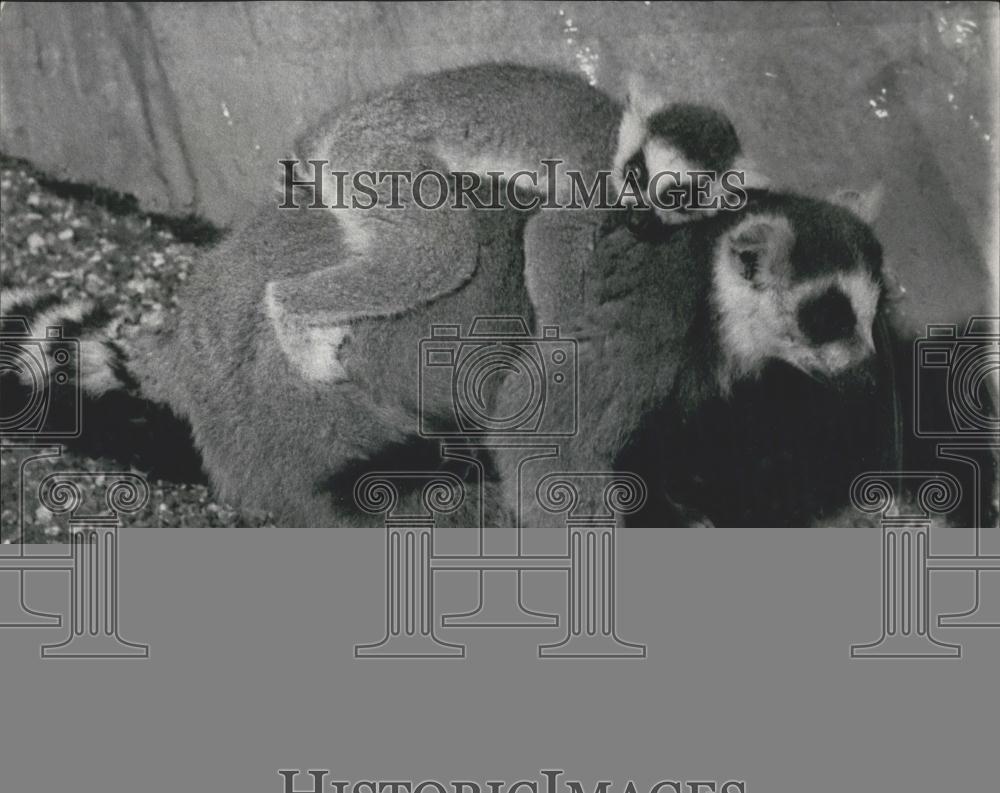 1967 Press Photo London Zoo,A ring-tailed Lemur with baby on its back - Historic Images