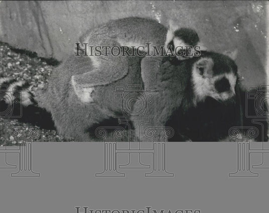 1967 Press Photo London Zoo,A ring-tailed Lemur with baby on its back - Historic Images