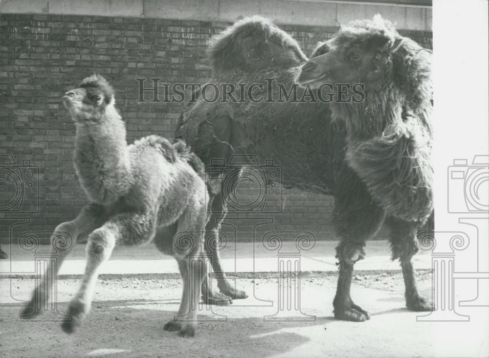 1974 Press Photo London Zoo,Bactrain (Two-Humped) Camel and her baby - Historic Images