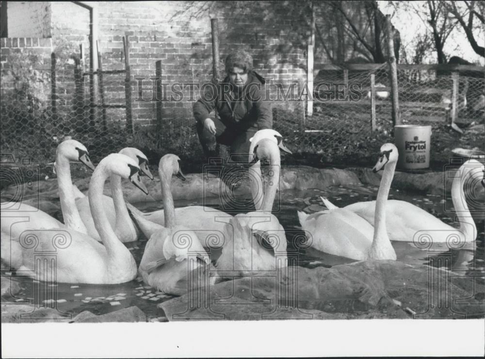 Press Photo Sheila Baker With Rescued Swans Sparham Norfolk - Historic Images