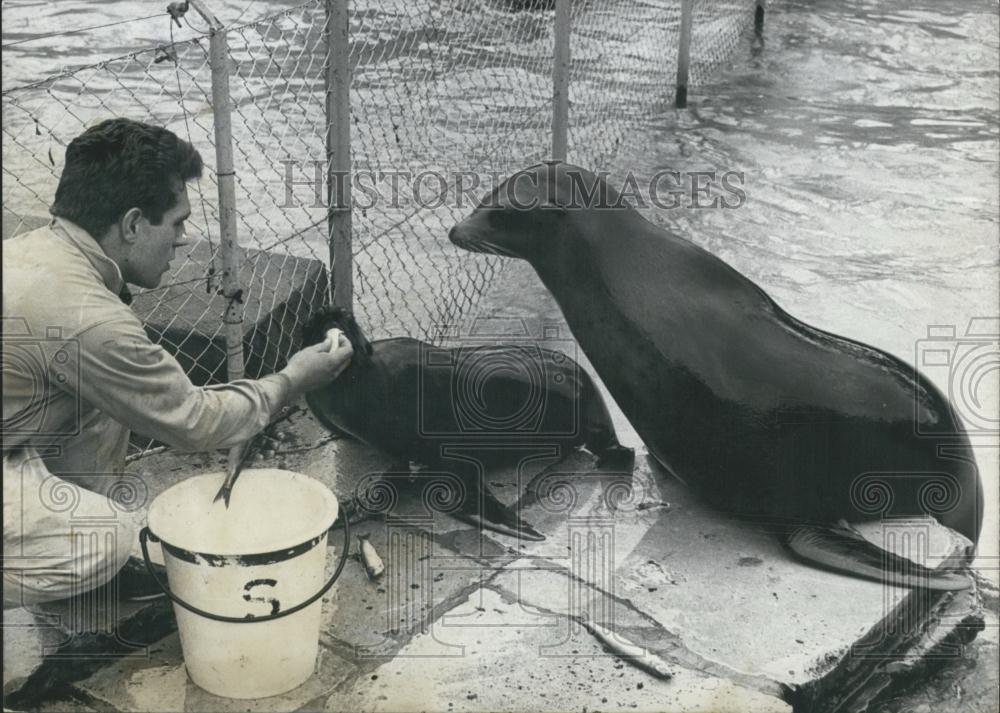 1963 Press Photo Sea Lion Baby Fed Herring Stuttgart Wilhelma Zoological Garden - Historic Images