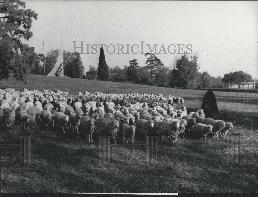 1973 Press Photo Sheep, United Nations, Geneva, Switzerland - Historic Images