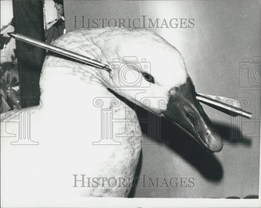 Press Photo A callous archer, shot this beautiful white Goose - Historic Images