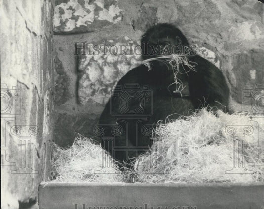 Press Photo Mountain Gorillas at Chester Zoo Expecting Baby - Historic Images