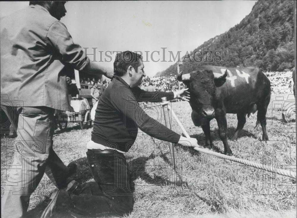 Press Photo Cow Fights for Crown, Western Switzerland, Canton of Valais - Historic Images