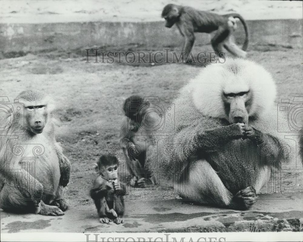 Press Photo Family Mandrills Warsaw Zoo - Historic Images