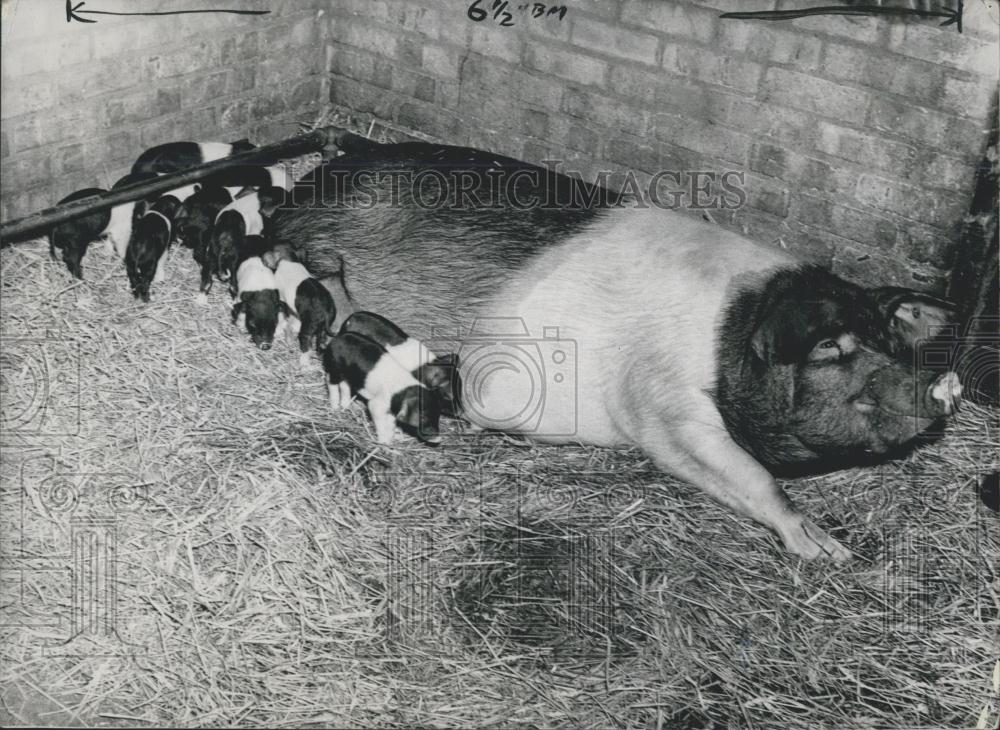 1949 Press Photo Pansy&quot; Gives Birth to 23 Piglets&quot; - Historic Images