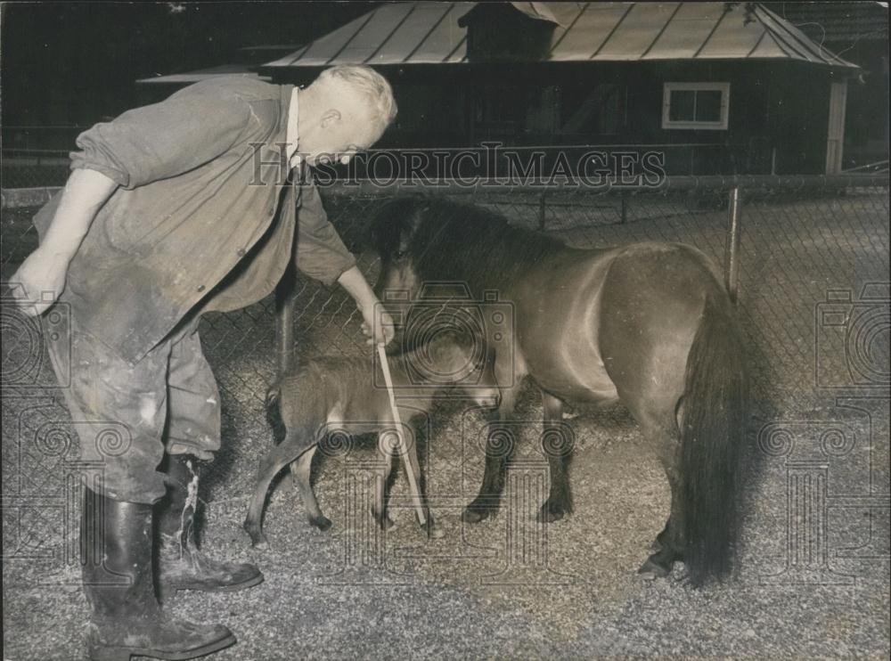 Press Photo World&#39;s youngest foal - is to be seen at the Munich-Hellabrunn Zoo - Historic Images