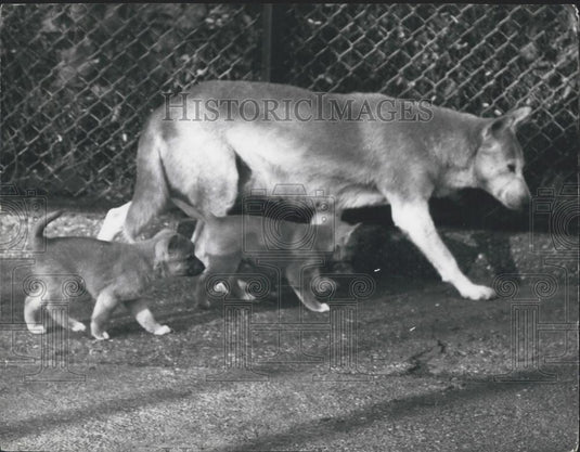 Press Photo Dingo With Puppies - Historic Images