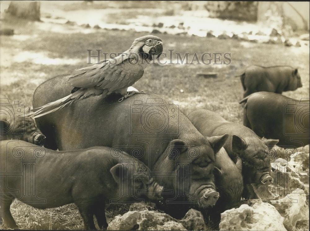 Press Photo Padirac Zoo, Mealtime, Macaw, Vietnamese Pigs - Historic Images