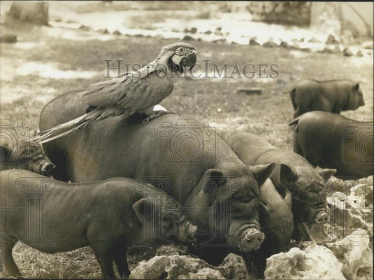 Press Photo Padirac Zoo, Mealtime, Macaw, Vietnamese Pigs - Historic Images