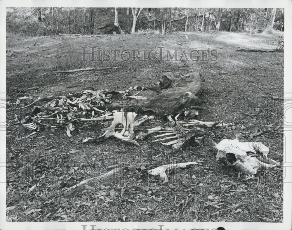 Press Photo Drought Conditions in New South Wales - Historic Images