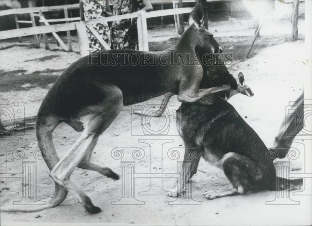 Press Photo Young Red, Kargaroo, Melody, German Shepherd, Melbourne, Australia - Historic Images