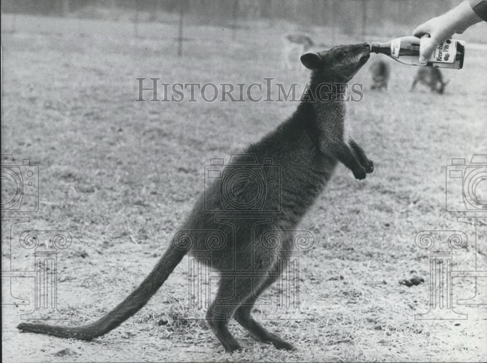 Press Photo Kangaroo Skippy, Rudolf Mueckler, Boren, West Germany - Historic Images