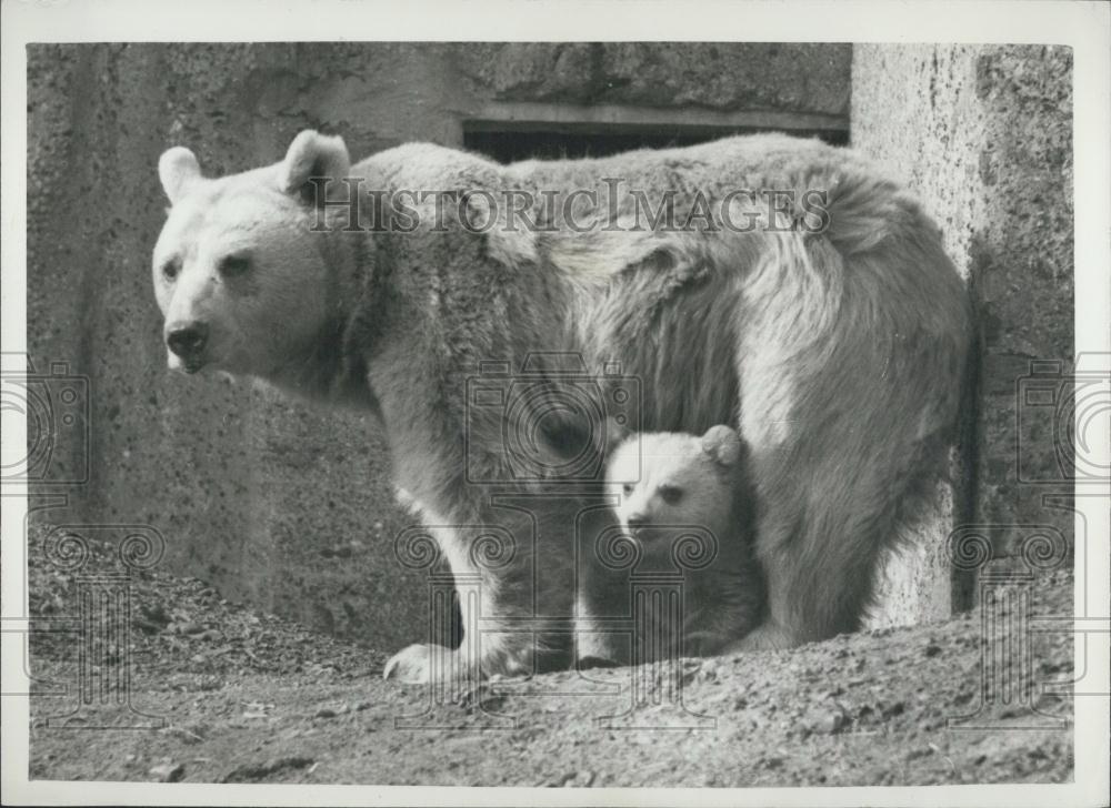 1960 Press Photo Baby Antony joins his mom Winnie at the London Zoo - Historic Images