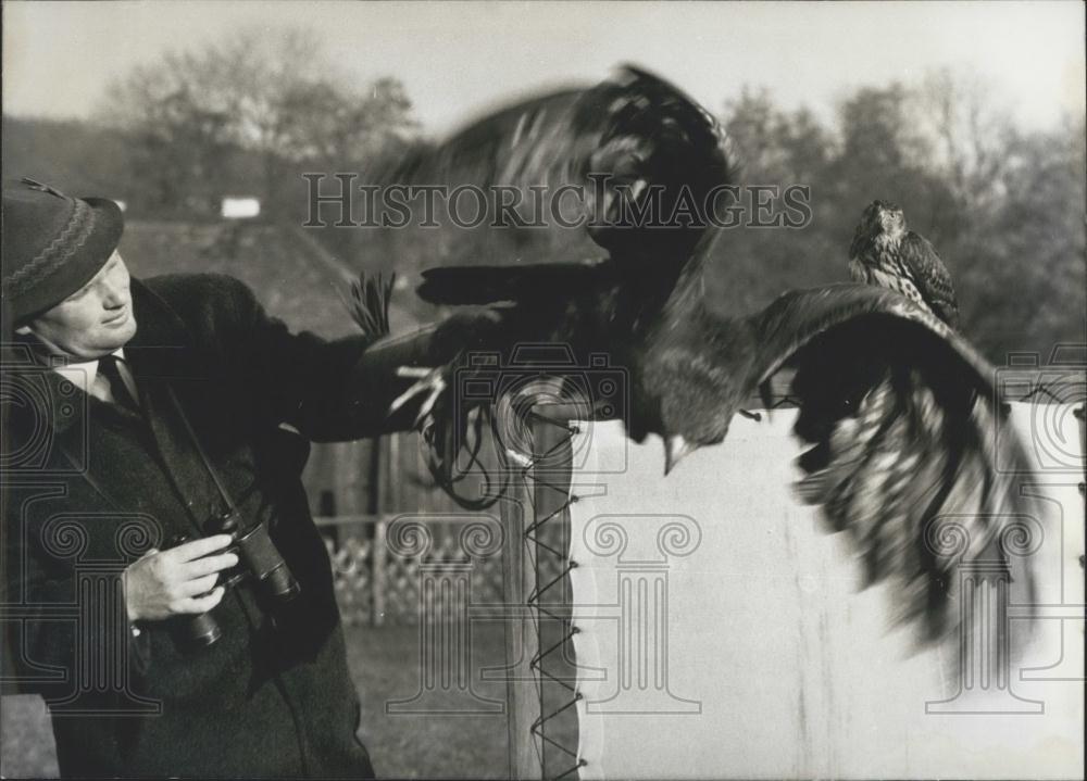 Press Photo Man With Large Eagle In Flight - Historic Images