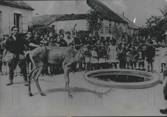 1953 Press Photo Tamed Stag In Village Richebourg France - Historic Images