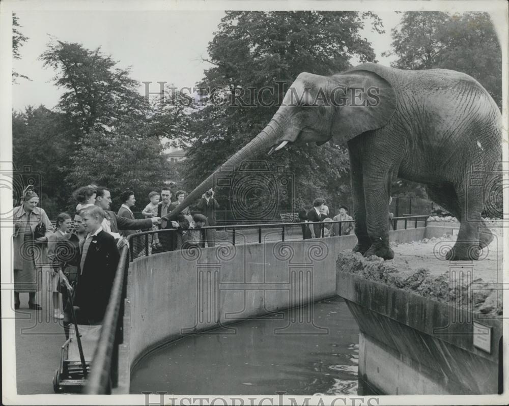 1953 Press Photo Two-Ton Dicksie the Inquisitive Elephant - Historic Images