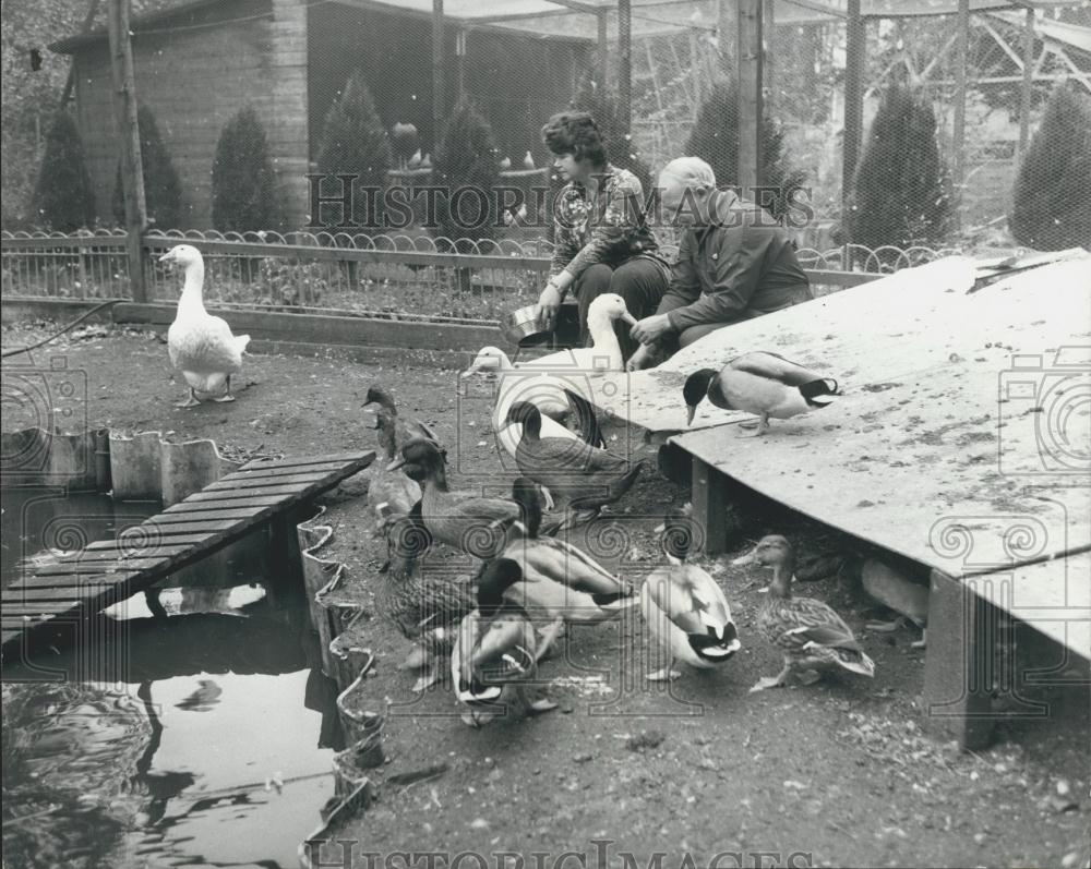 Press Photo Injured Water Fowl Fed - Historic Images