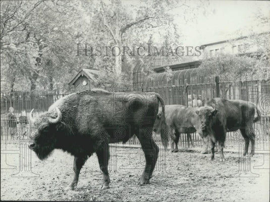 1960 Press Photo European Buffalo Paris Zoo From Prague - Historic Images