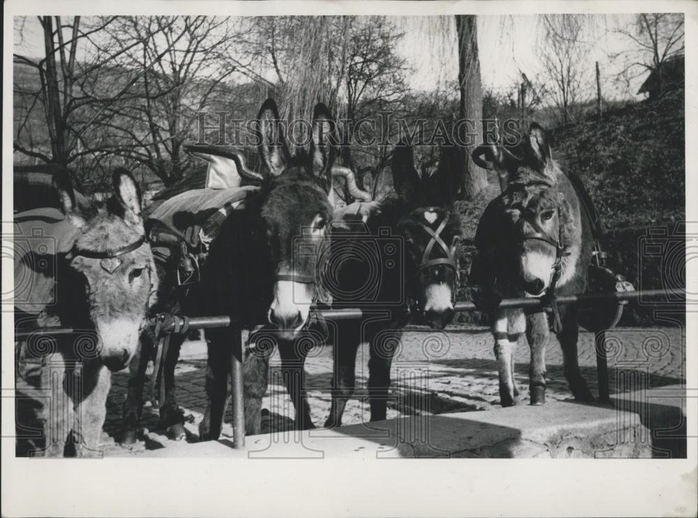 Press Photo Drachenfels ruins in Germany reached using these donkeys - Historic Images