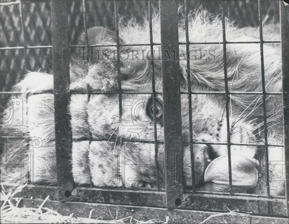 1973 Press Photo Nero Lion Tranquilized For Trip From Windsor To Africa - Historic Images