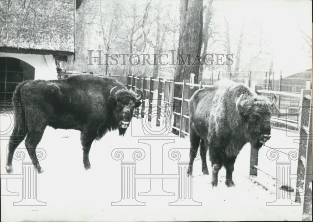 1962 Press Photo Two Ureoxes Frankfurt Zoo From Poland - Historic Images